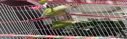 Lovebirds birds for sale: Pair of love birds with cage - Advert 5