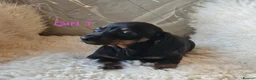 Miniature Dachshund dogs for sale: 🐕🐕6 adorable miniature dashund puppies 🐕🐕 - Advert 12