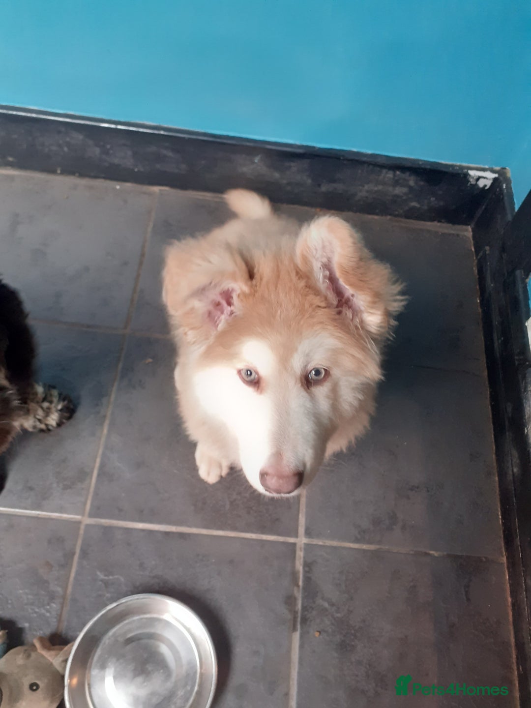 German Shepherd dogs for sale: Gorgeous Panda German Shepherd Girl for Sale - Image 3