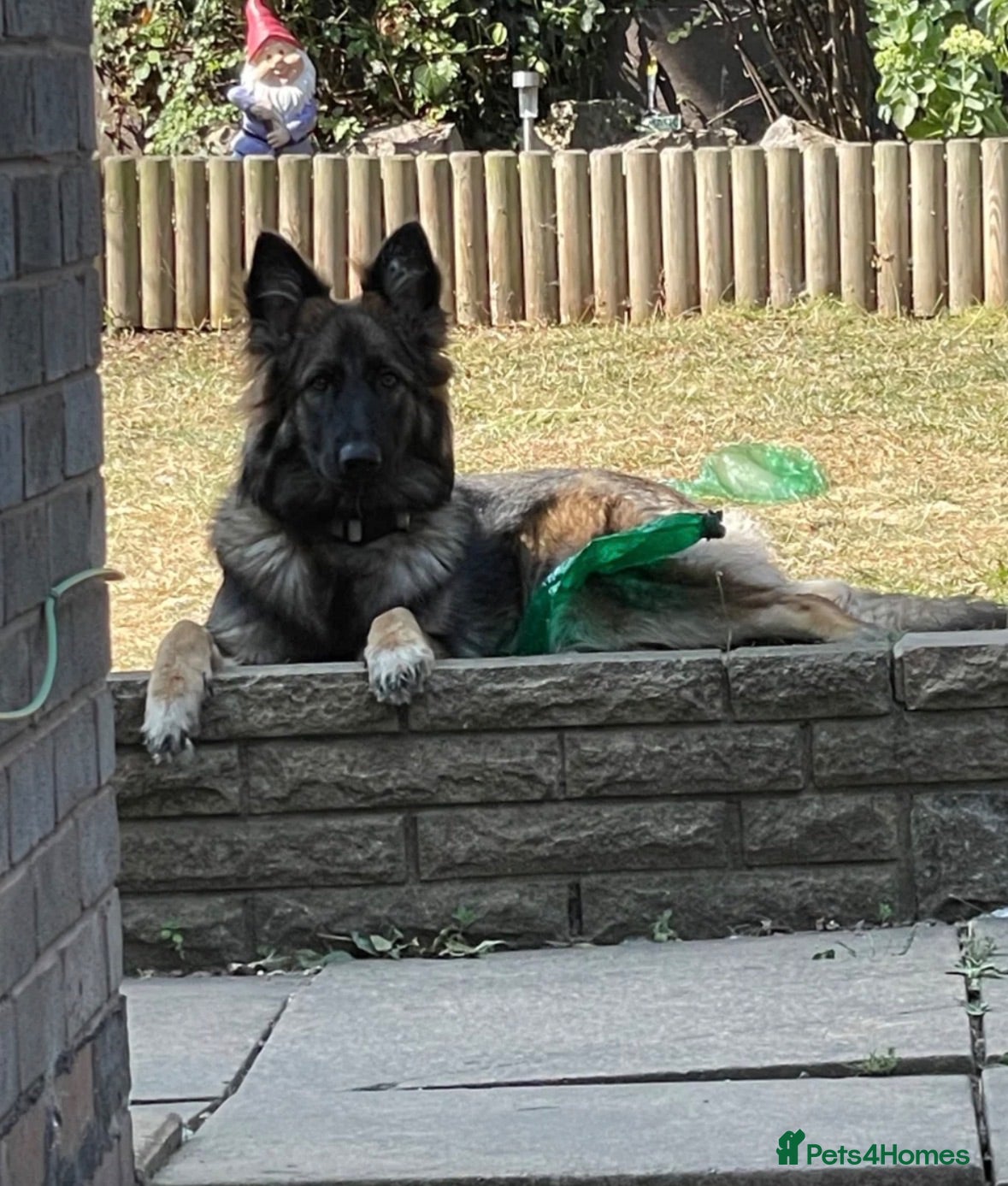 German Shepherd dogs German shepherd  - Advert 3