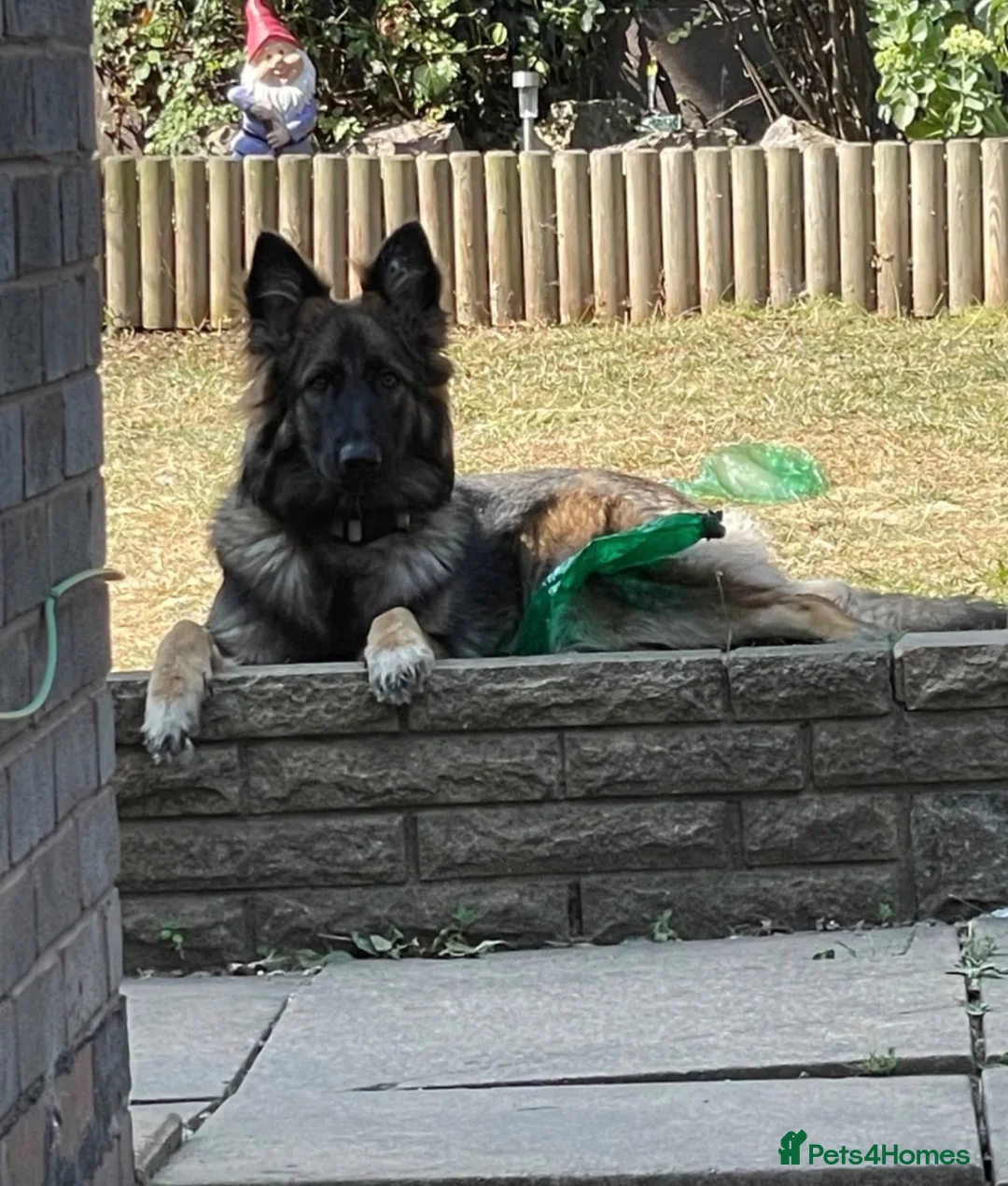 German Shepherd dogs for sale: German shepherd  - Advert 1