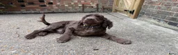 Cocker Spaniel dogs for sale: 3 year old male show cocker  - Advert 5