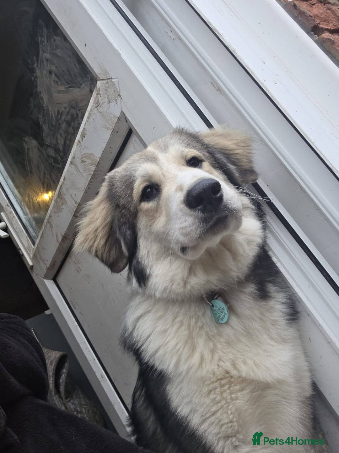 Mixed Breed dogs for adoption: Meet Bolt, currently residing in Blackpool - Advert 4