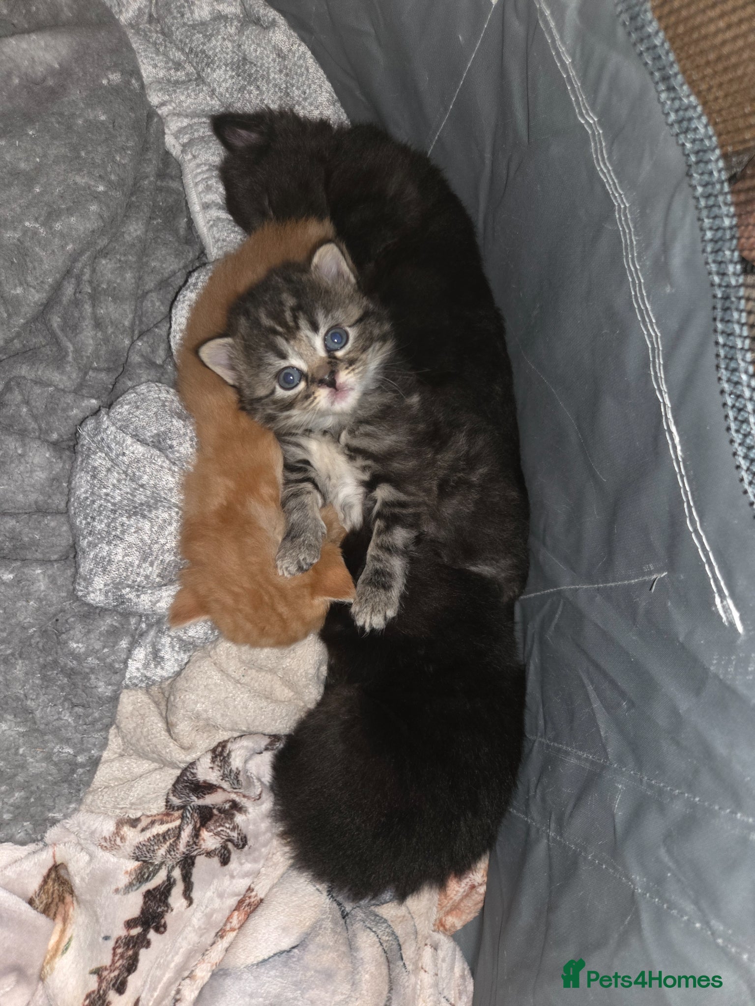 Mixed Breed cats BEAUTIFUL MIXED KITTENS - Advert 10