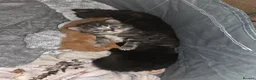 Mixed Breed cats for sale: BEAUTIFUL MIXED KITTENS - Advert 6