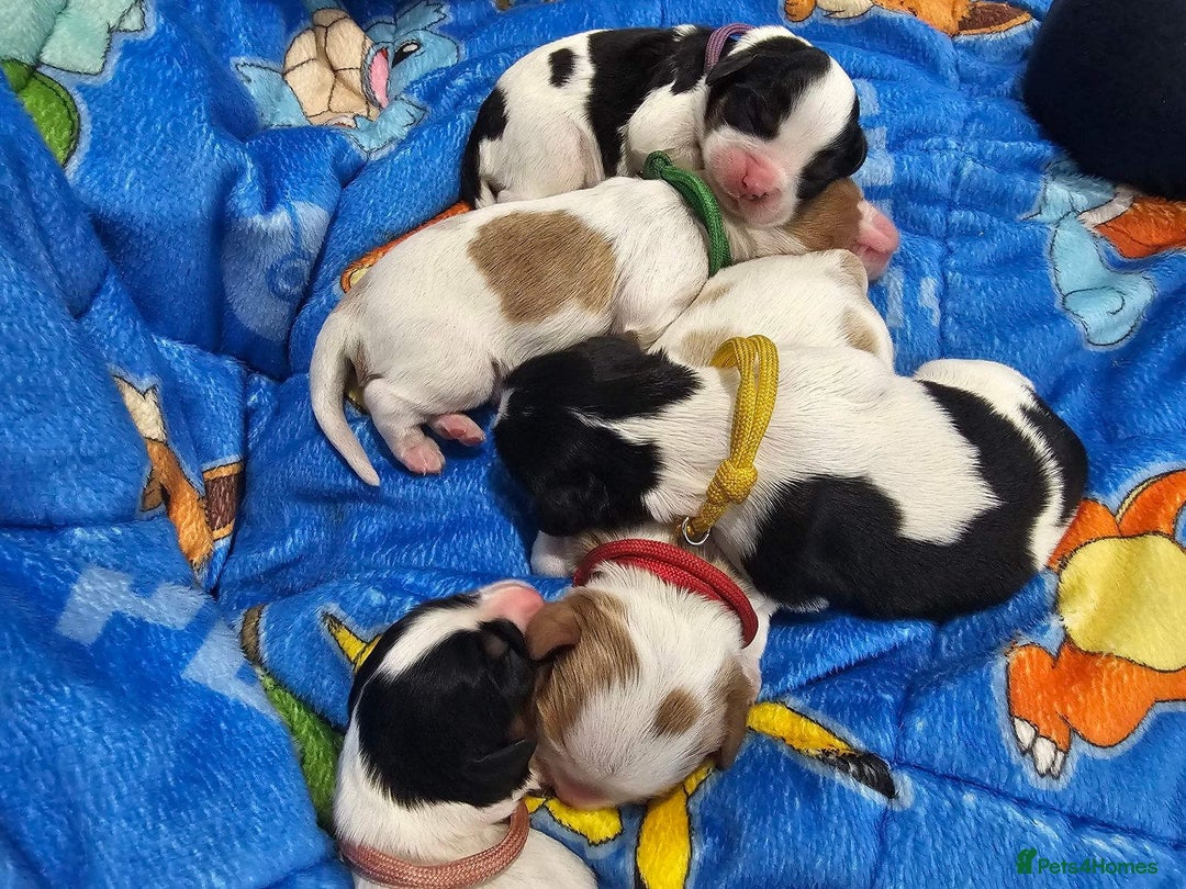 Cavalier King Charles Spaniel dogs for sale:  Cavalier King Charles Spaniel Puppies for Sale  - Image 4
