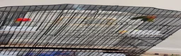 Cockatiels birds for sale: Parrot in Harrow - Advert 2