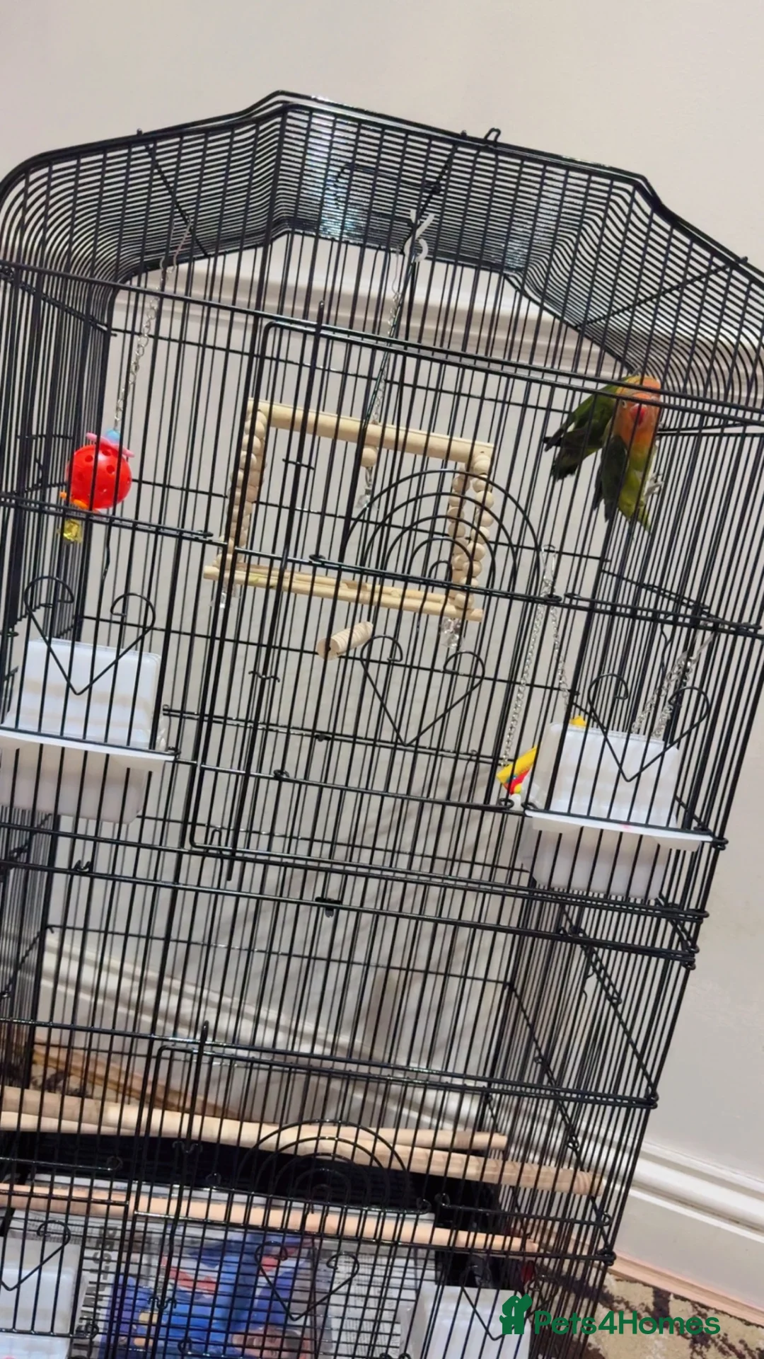 Cockatiels birds for sale: Parrot in Harrow - Advert 2