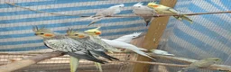 Cockatiels birds for sale: Hand tamed friendly baby cockatiels for sale - Advert 7
