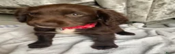 Sprocker dogs for sale: Sprocker puppies  - Advert 13
