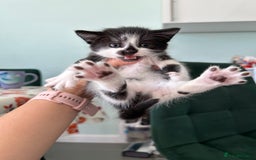 British Longhair cats for sale: Fluffy little angels  - Image 14