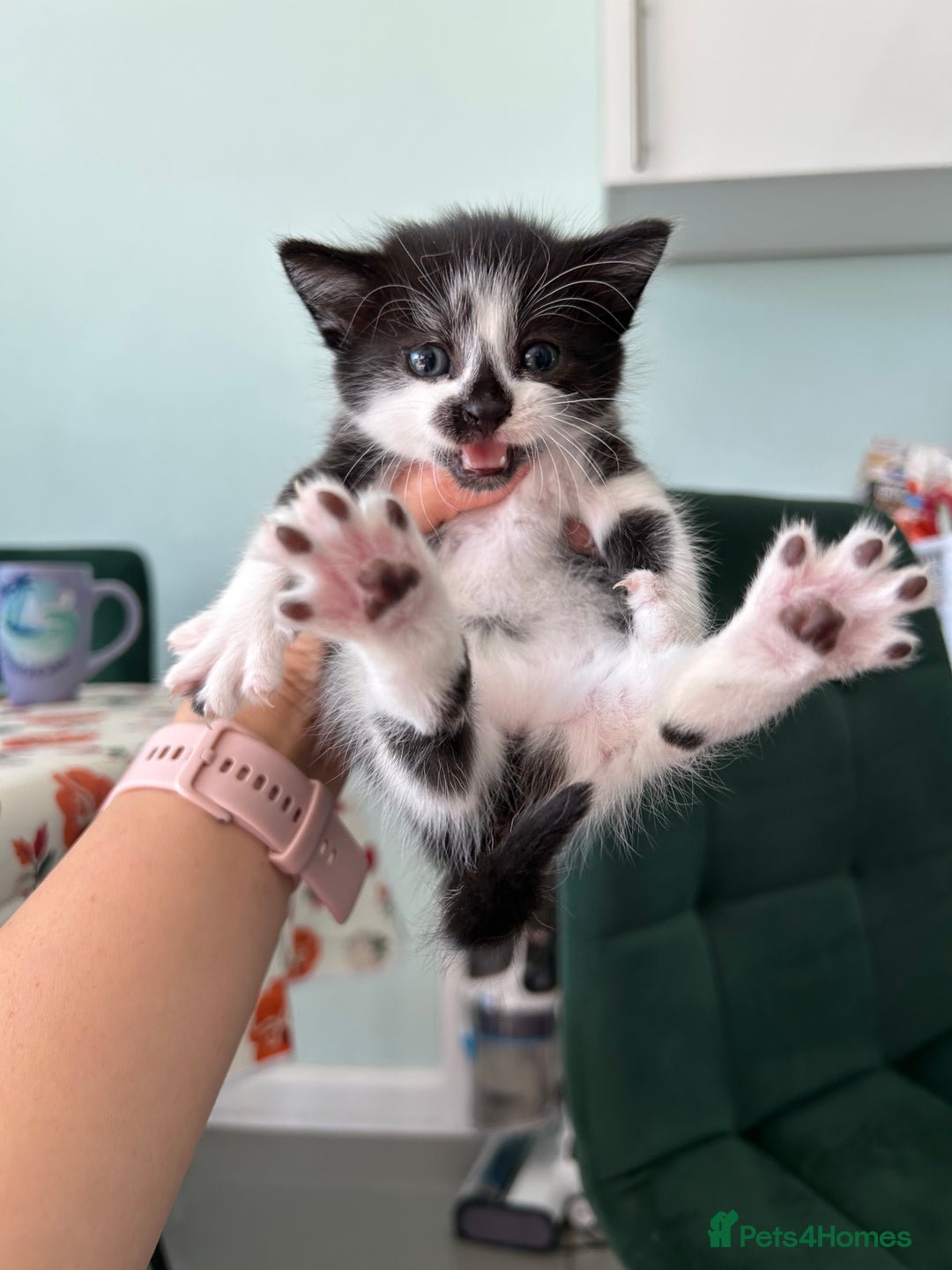 British Longhair cats for sale: Fluffy little angels  - Image 14