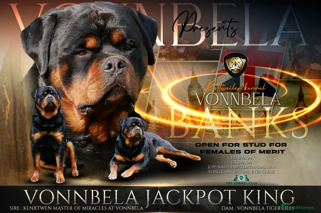 Rottweiler dogs for sale: 1 Left male Exceptional KC Registered Rottweiler  - Advert 8