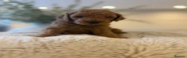 Cavapoo 7