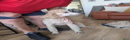 Standard Poodle dogs for stud: Standard Poodle for stud in Middlesbrough - Advert 9