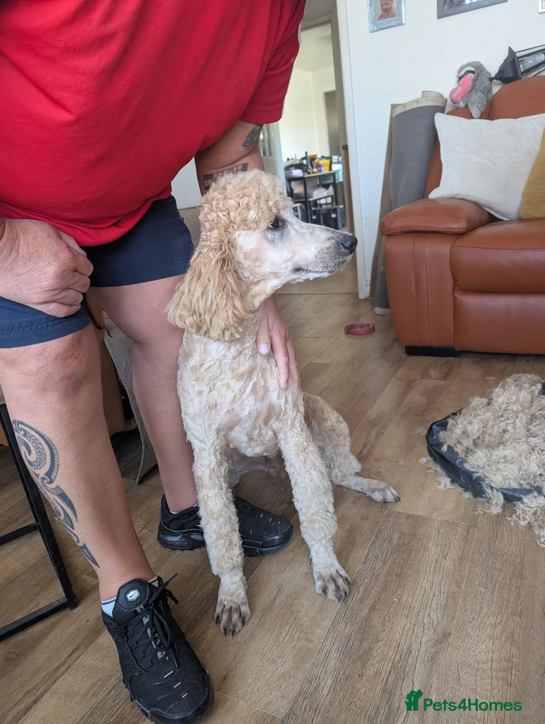 Standard Poodle dogs for stud: Standard Poodle for stud in Middlesbrough - Advert 9