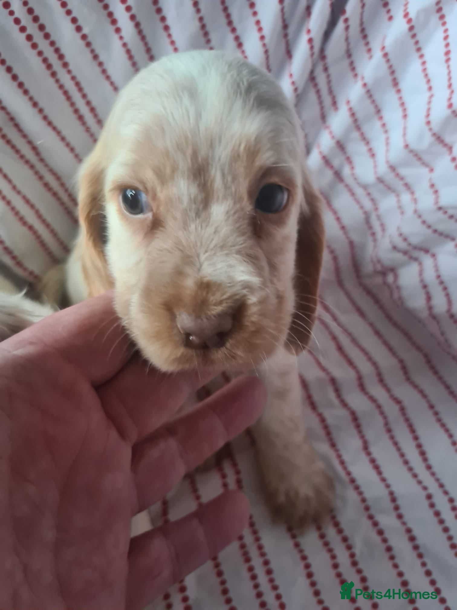 Cocker Spaniel dogs Cocker spaniel puppies | Mixed colours | 6 total - Advert 1