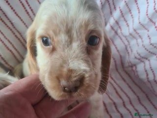 Cocker Spaniel dogs Cocker spaniel puppies | Mixed colours | 6 total - Advert 1