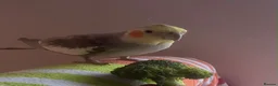 Cockatiels birds for sale: Pair of cockatiels  - Advert 11