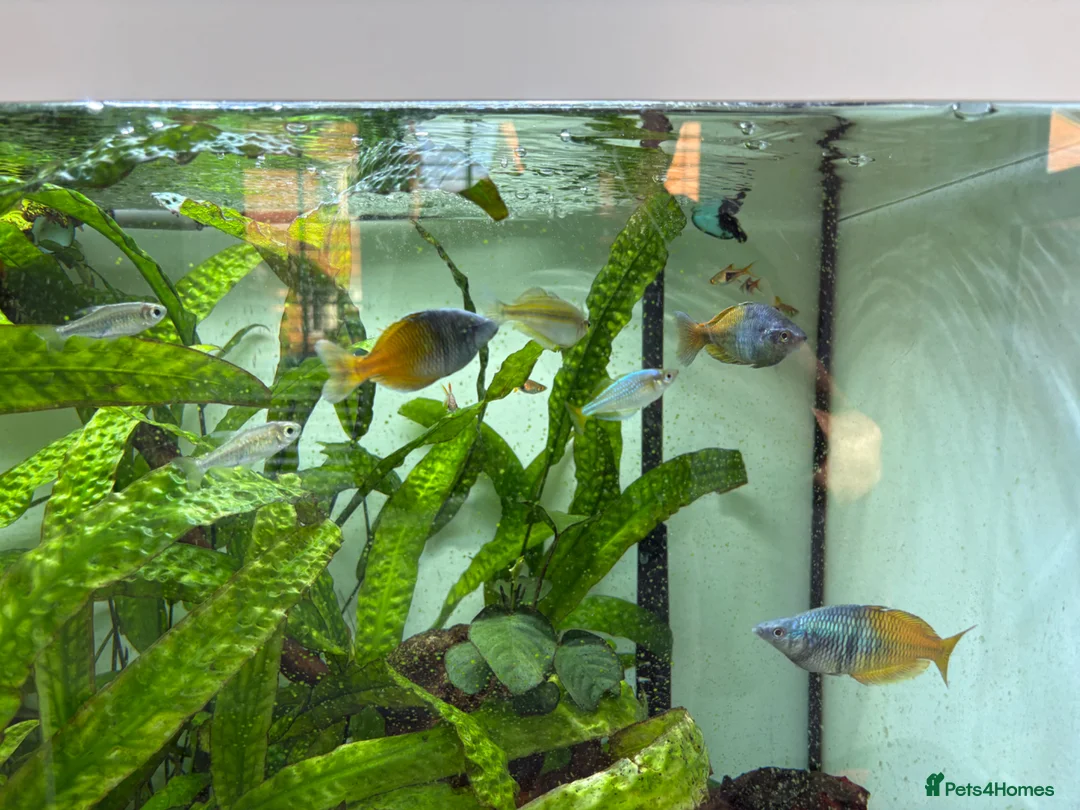 Rainbow Fish fish for sale: Boesemani Rainbow, harlequins & others for sale in Camberley - Advert 10