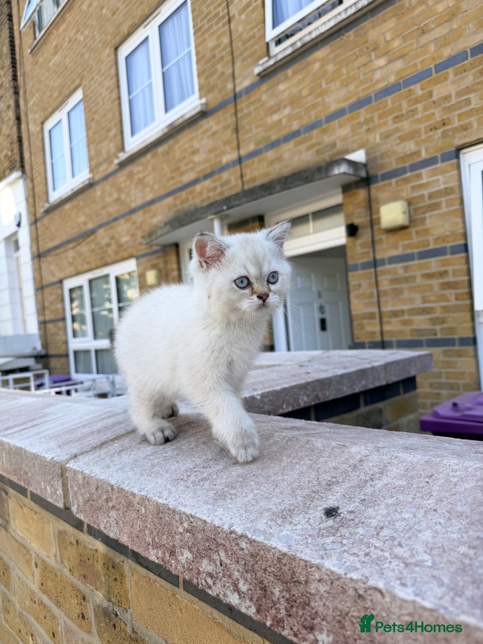 Scottish Fold cats DISCOUNTED Scottish Straight Longhair kittens - Advert 2
