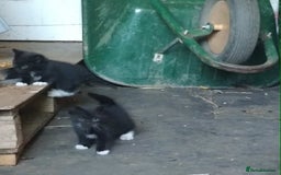 Ragdoll cats for sale: Tuxedo/ragdoll - Image 2