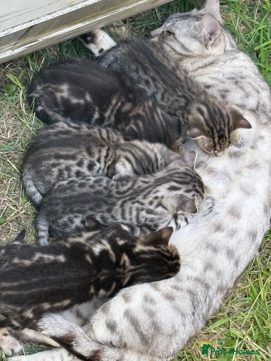 Bengal cats for sale: 4 beautiful Bengal Kittens - Advert 10