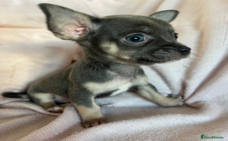 Chihuahua dogs - Advert 4