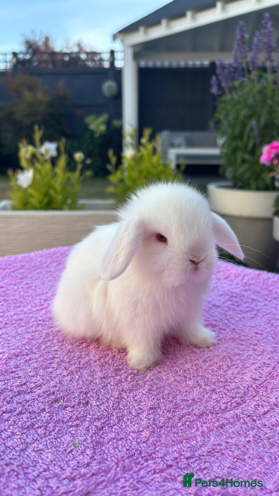 Mini Lop rabbits Gorgeous Pure Bred Baby Mini Lops - Advert 2