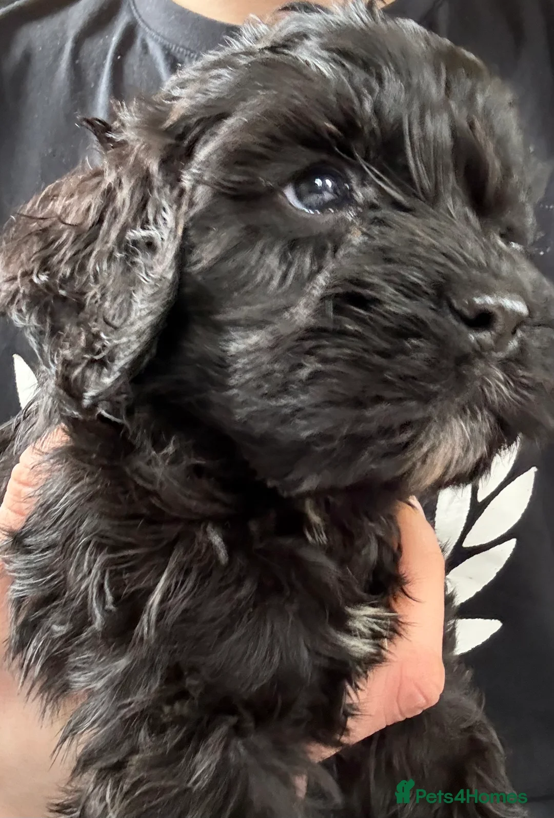 Mixed Breed dogs for sale: Mini Cavapoo puppy’s black and gold  - Advert 2