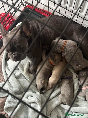 French Bulldog dogs - Advert 1