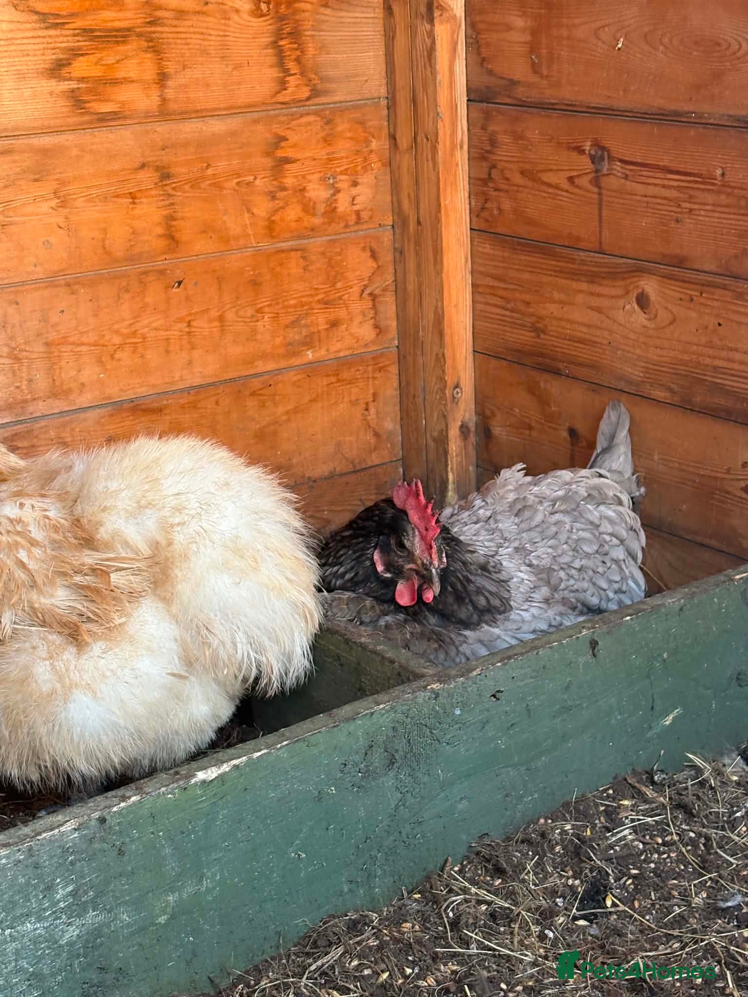 Chickens poultry Buff Orpington pair  - Advert 1
