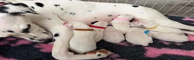All puppies 