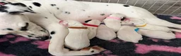 Dalmatian dogs for sale: 🏆🐾TOP QUALITY! BORN! 29th sep  🐾🏆 - Advert 11