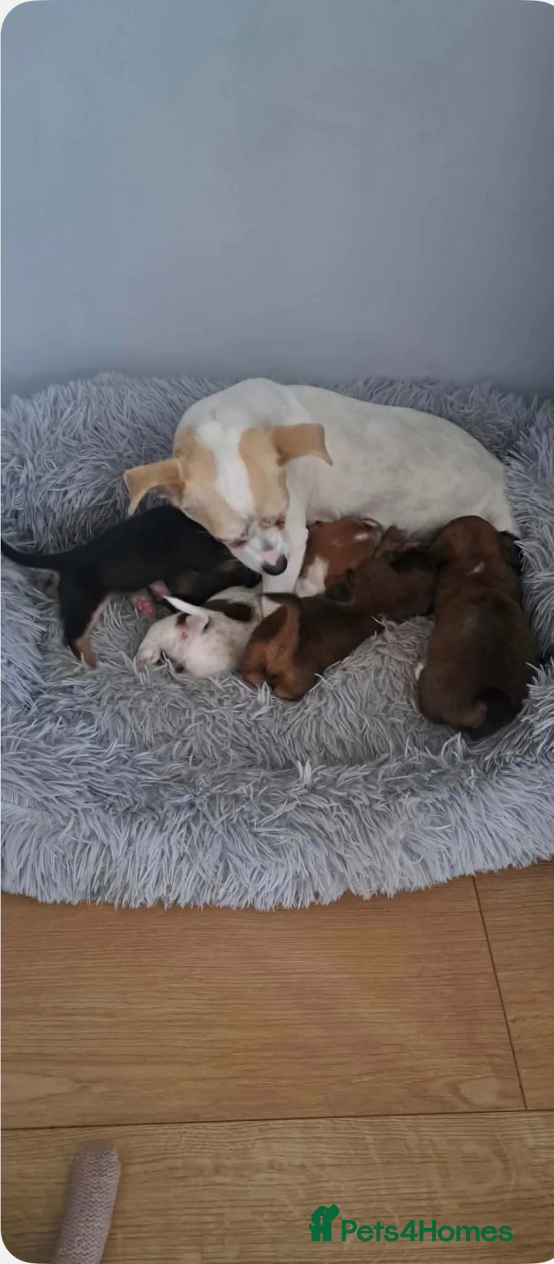 Mixed Breed dogs for sale: Jack-chi x dachshund puppies in Halkirk - Advert 1