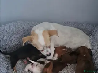 Mixed Breed dogs Jack-chi x dachshund puppies - Advert 1