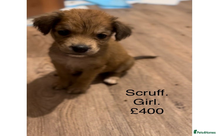 Mixed Breed dogs - Advert 16