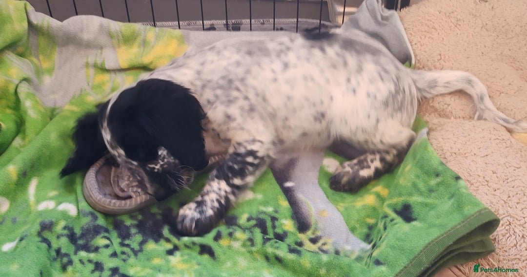 Sprocker dogs for sale: STRIKING SPROCKER SPANIEL PUPPIES  - Image 8
