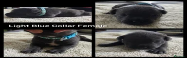 Light Blue Collar Female