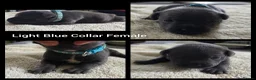 Staffordshire Bull Terrier dogs for sale: KC Blue Staffordshire Bull Terrier Puppies - Advert 11