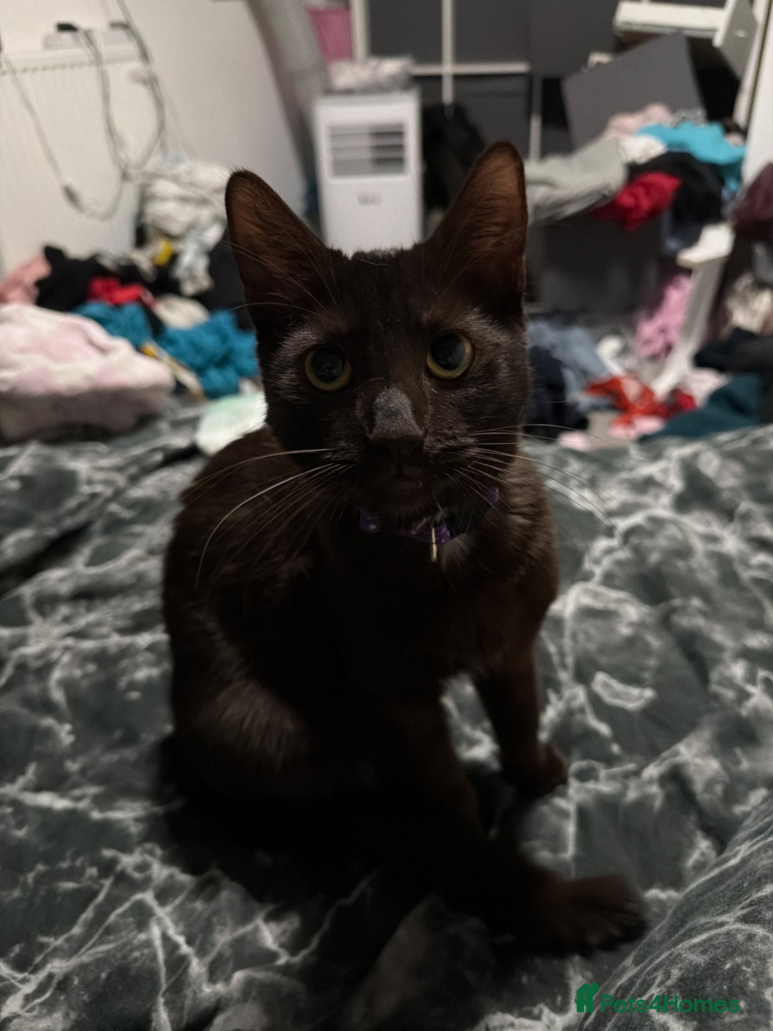 Mixed Breed cats Brown short haired kitten - Advert 17