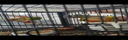 Conures birds for sale: Pineapple conures - Advert 4
