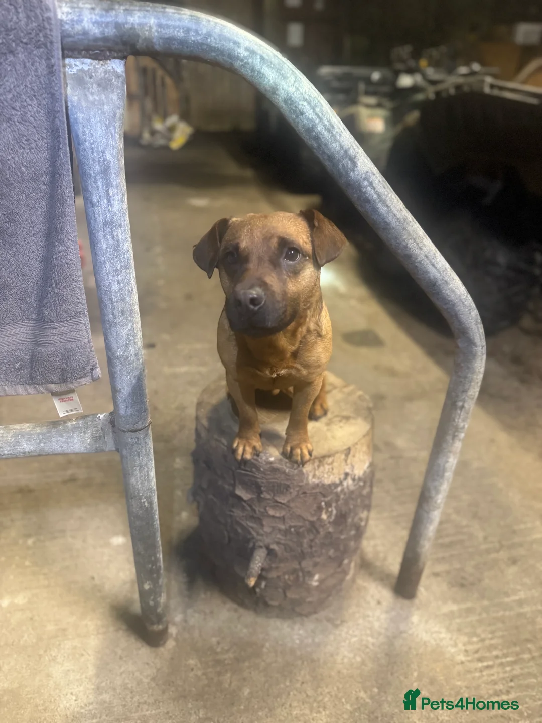 Patterdale Terrier dogs for stud: Super All Round Working Fell Terrier  in Hawes - Advert 13