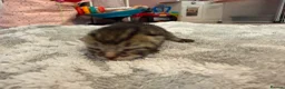 British Shorthair cats for sale: PLEASE READ ADVERT LAST TWO FEMALE KITTEN’S LEFT  - Advert 34