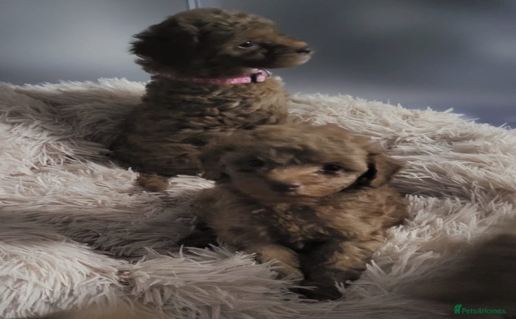 Cockapoo dogs - Advert 1