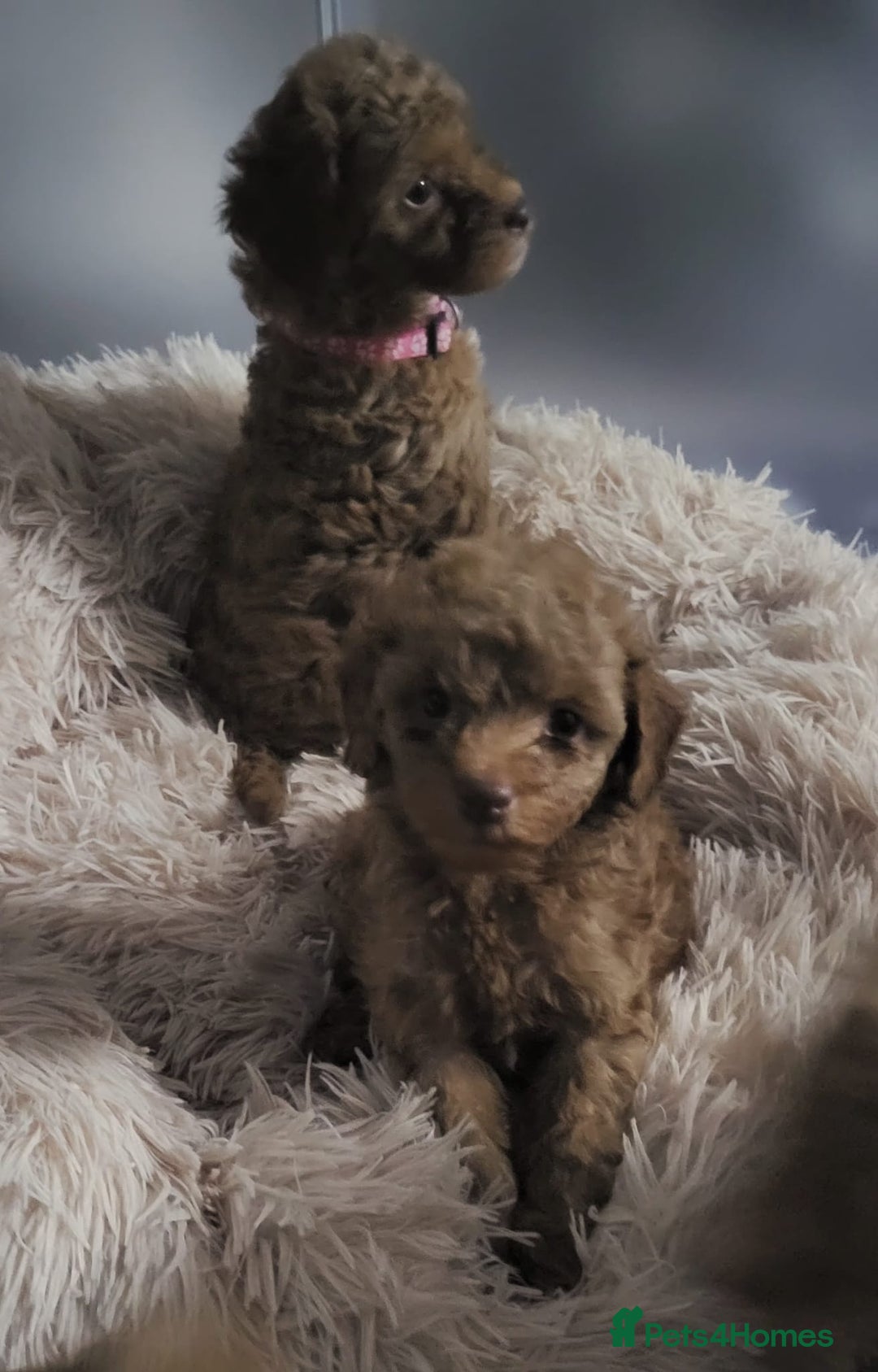 Cockapoo dogs for sale: Reduced!! Stunning F1B Toy Cockapoo Puppies  - Image 2