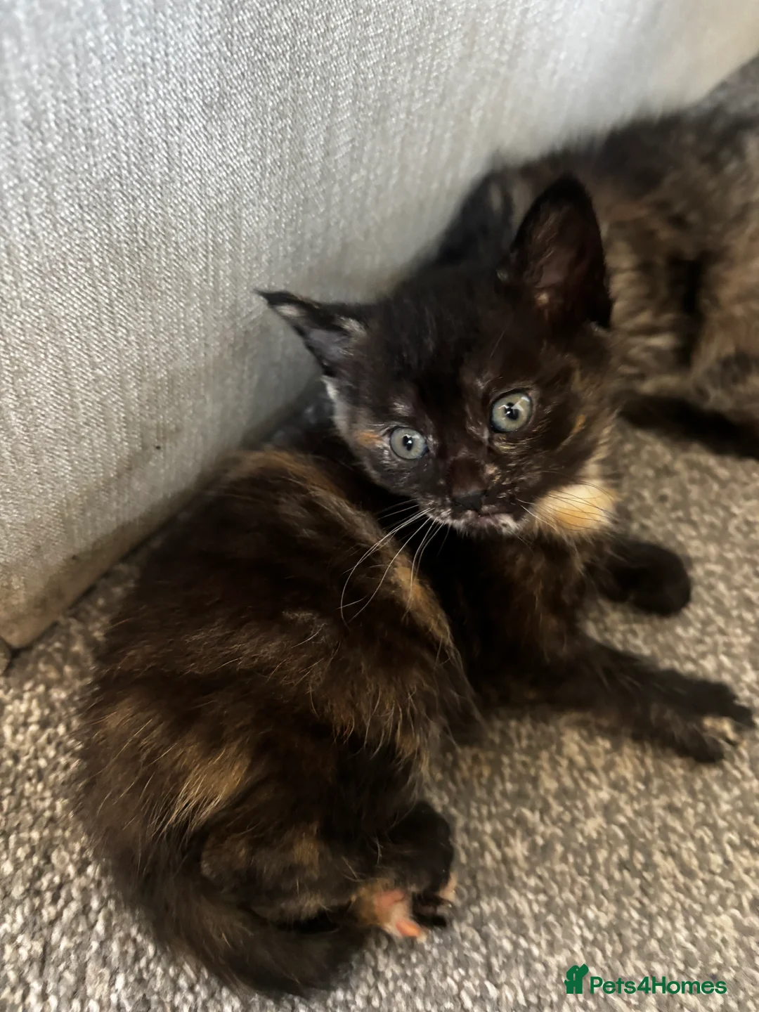 Mixed Breed cats for sale: Gorgeous kittens  in Leeds - Advert 2