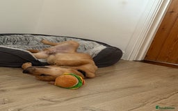 Labrador Retriever dogs for sale: Simba looking for a new family🥰 - Image 5
