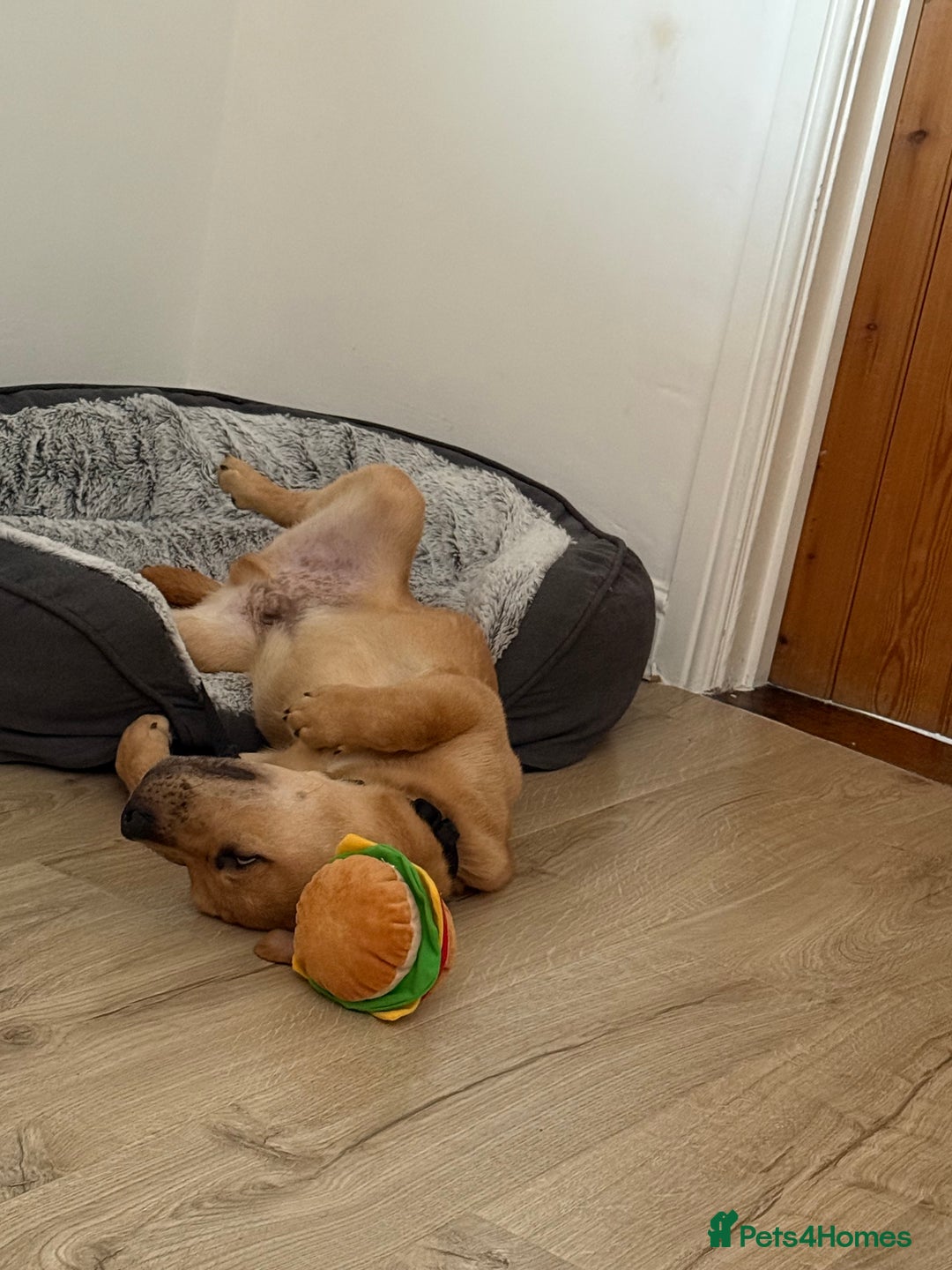 Labrador Retriever dogs for sale: Simba looking for a new family🥰 - Image 5