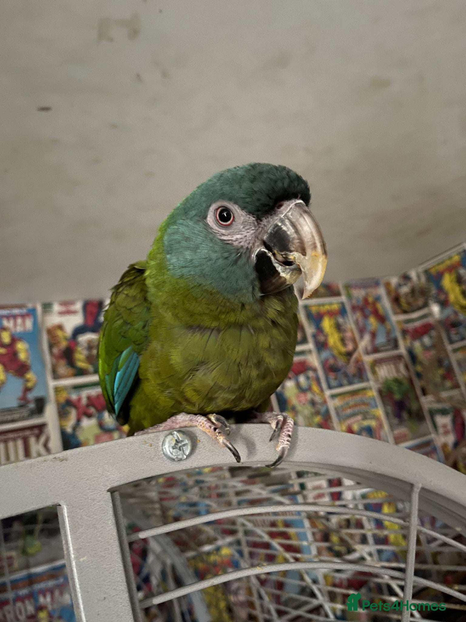 Macaws birds Blue headed macaw - Advert 5